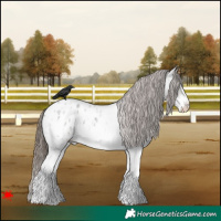 Horse Color:White Spotted Grullo Roan Blanket