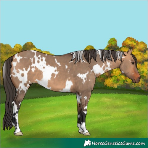 Horse Color:White Spotted Bay Dun 