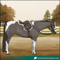 Horse Color:Smoky Grullo Tobiano