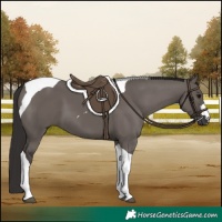 Horse Color:Smoky Grullo Tobiano
