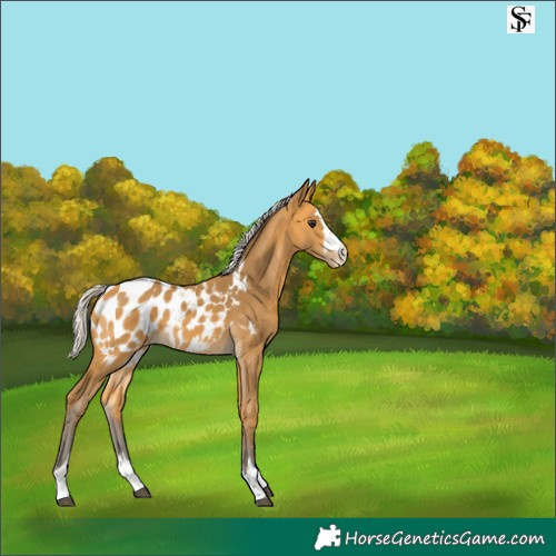 Horse Color:Silver Buckskin Appaloosa 