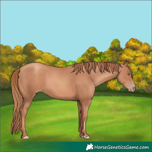 Horse Color:Gold Champagne 