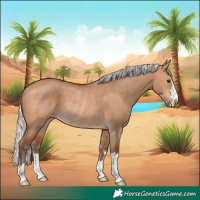 Horse Color:Silver Bay Dun Rabicano 