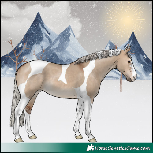 Horse Color:Silver Brown Dun Tobiano 