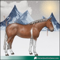 Horse Color:Silver Black Tobiano Rabicano 