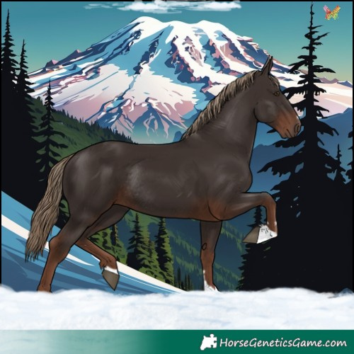 Horse Color:Liver Chestnut Rabicano 