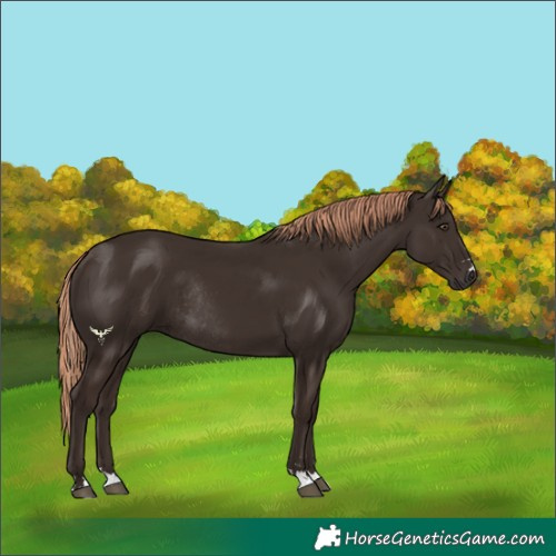 Horse Color:Liver Chestnut Rabicano 