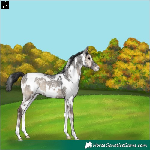 Horse Color:White Spotted Blue Onyx Ice Varnish 