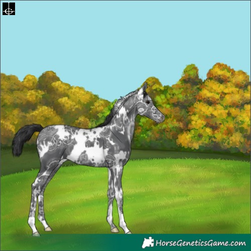 Horse Color:White Spotted Black Ice Appaloosa 