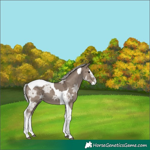Horse Color:White Spotted Silver Grullo Ice Splash Tobiano 