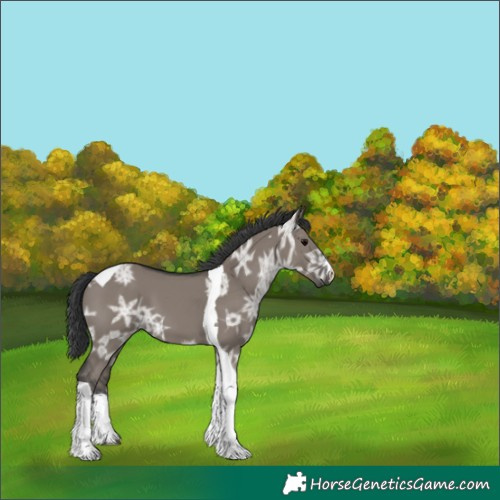 Horse Color:White Spotted Grullo Ice Tobiano 