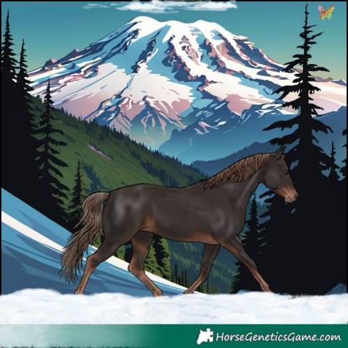 Horse Color:Liver Chestnut Rabicano