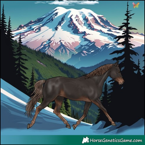 Horse Color:Liver Chestnut Rabicano 