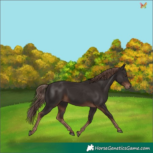 Horse Color:Liver Chestnut Rabicano 