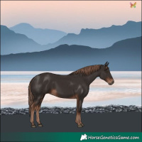 Horse Color:Liver Chestnut Rabicano 