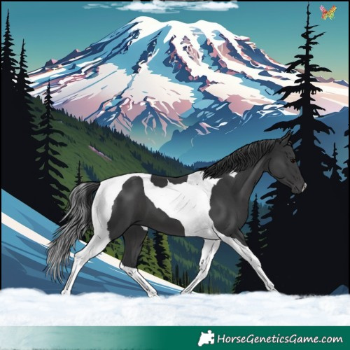 Horse Color:Black Tobiano 