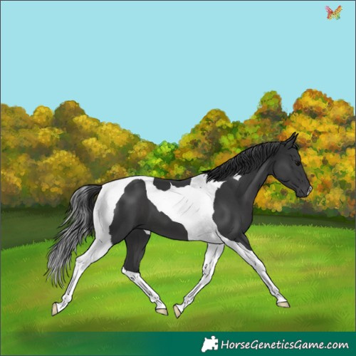 Horse Color:Black Tobiano 