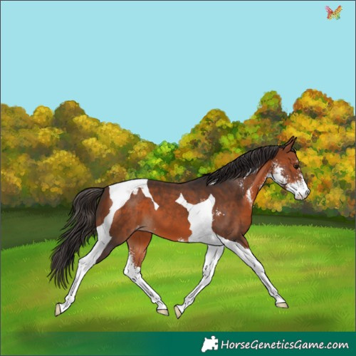 Horse Color:Bay Sabino Tobiano Appaloosa 