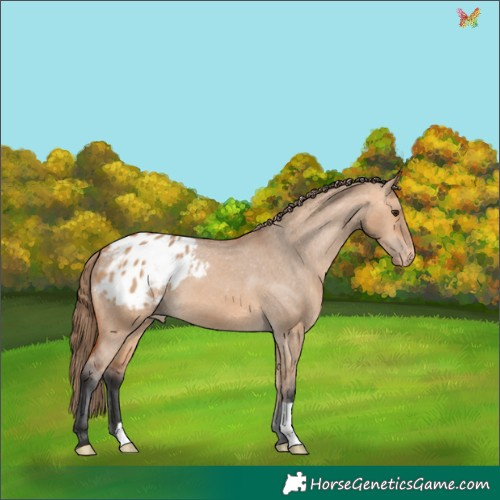 Horse Color:Bay Dun Appaloosa 