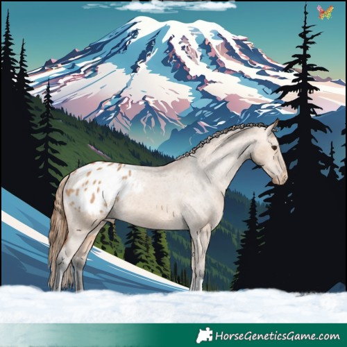 Horse Color:Bay Dun Appaloosa 
