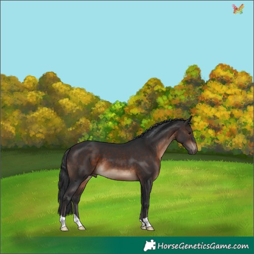 Horse Color:Brown 