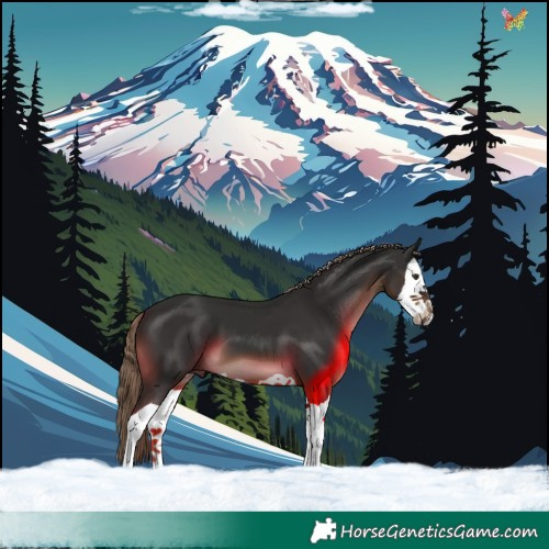 Horse Color:Liver Chestnut Splash 