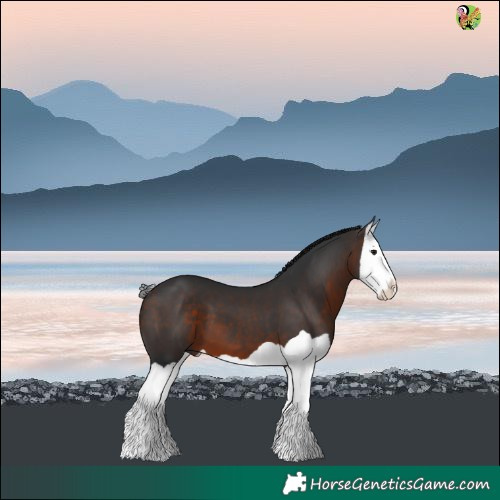 Horse Color:Bay Splash 
