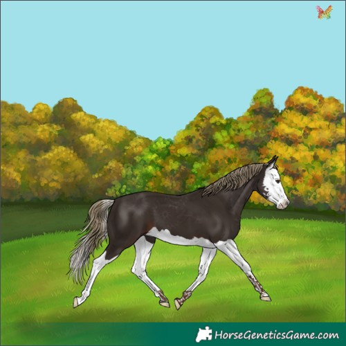Horse Color:Liver Chestnut Splash 