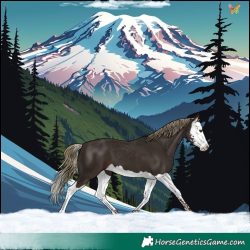 Horse Color:Liver Chestnut Splash 