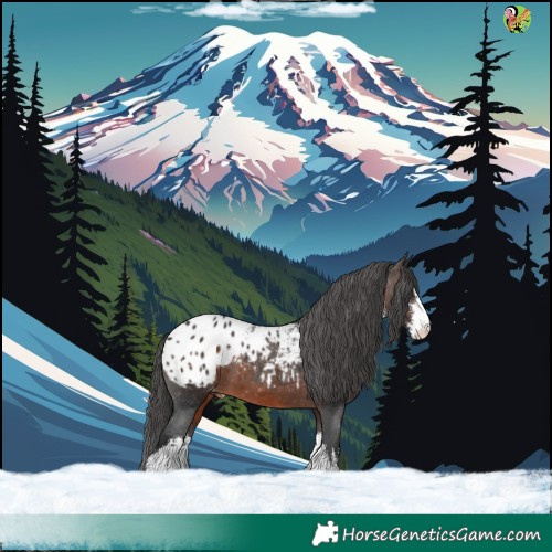 Horse Color:White Spotted Bay Appaloosa 