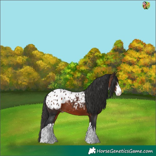Horse Color:White Spotted Bay Appaloosa 