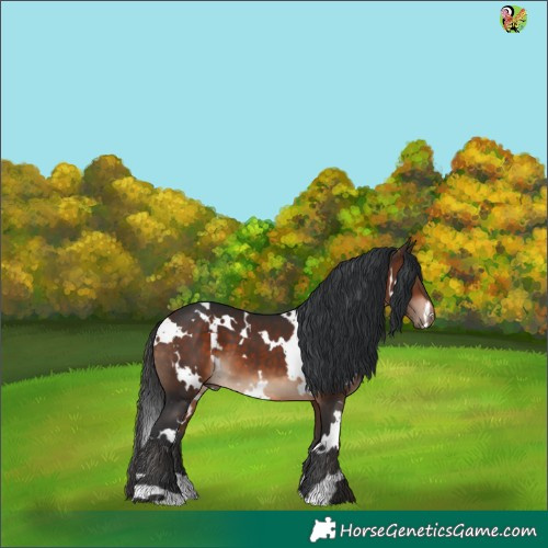 Horse Color:White Spotted Bay 