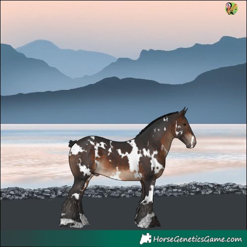 Horse Color:White Spotted Bay 