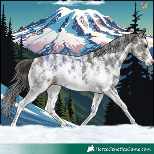 Horse Color:Liver Chestnut Sabino 