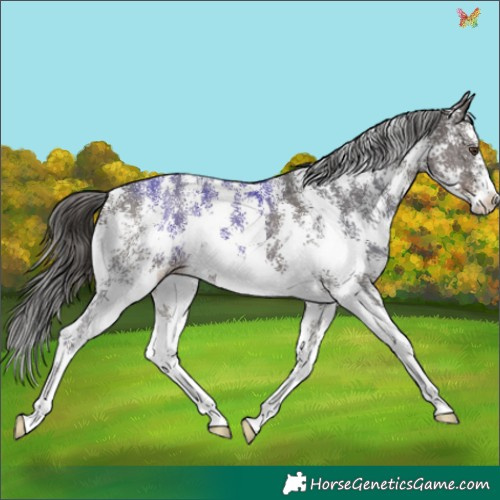 Horse Color:Liver Chestnut Sabino 
