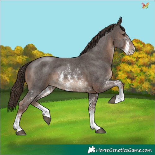 Horse Color:Liver Chestnut Sabino 
