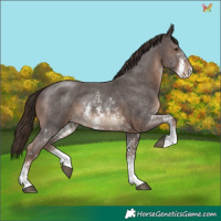 Horse Color:Liver Chestnut Sabino 