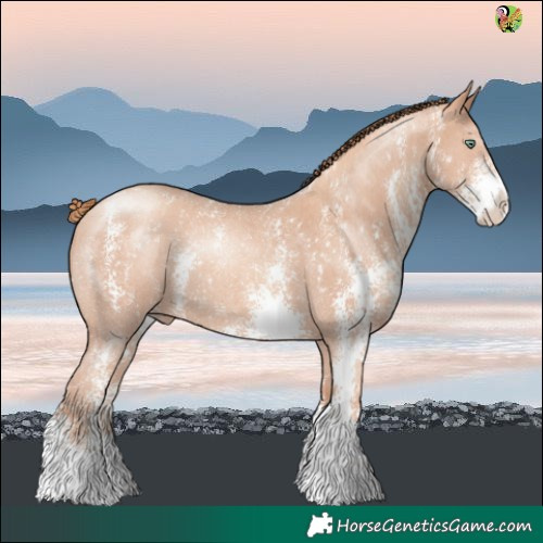 Horse Color:Gold Champagne Sabino Rabicano 