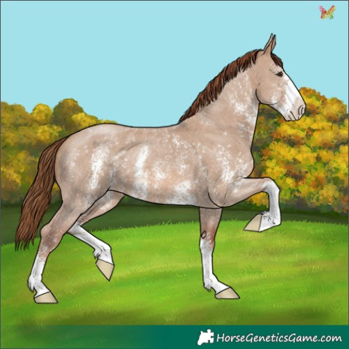 Horse Color:Red Dun Sabino 