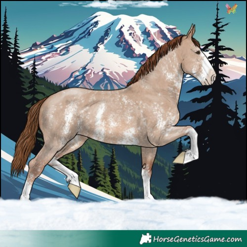 Horse Color:Red Dun Sabino 