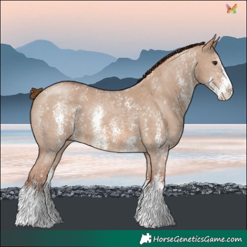 Horse Color:Red Dun Sabino 