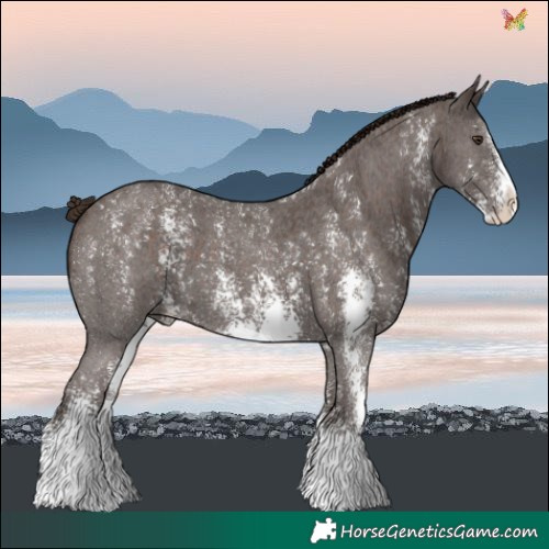Horse Color:Liver Chestnut Sabino 