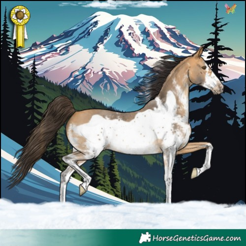 Horse Color:Buckskin Sabino Frame 