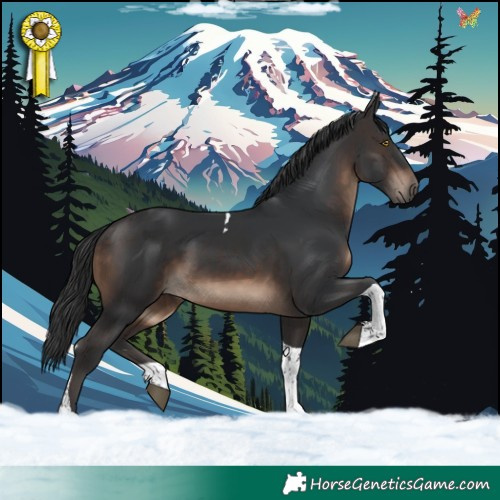 Horse Color:Brown Tobiano 