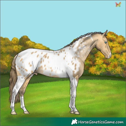 Horse Color:Sable Cream Champagne Tobiano Appaloosa 