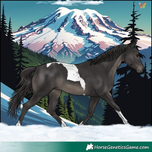 Horse Color:Smoky Black Tobiano 