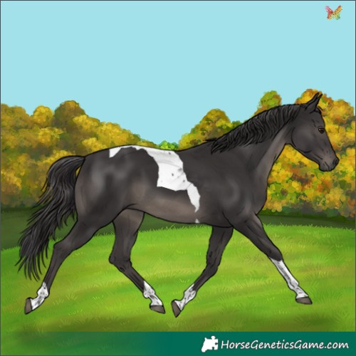 Horse Color:Smoky Black Tobiano 