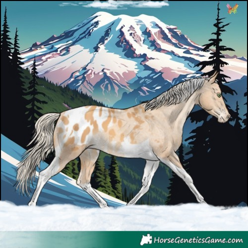 Horse Color:Gold Cream Champagne Tobiano Appaloosa 
