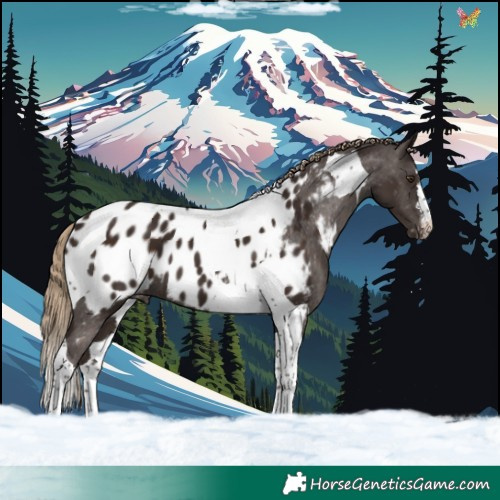 Horse Color:Liver Chestnut Tobiano Appaloosa 