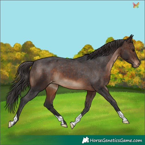 Horse Color:Brown Appaloosa 